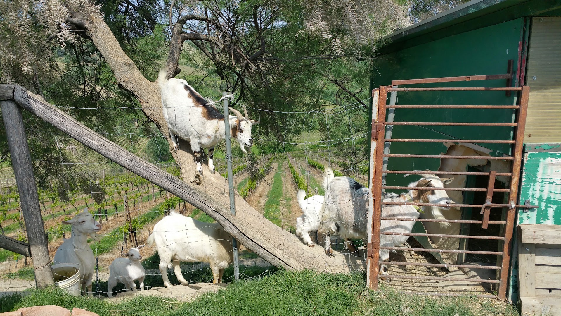 Tenuta Nasano