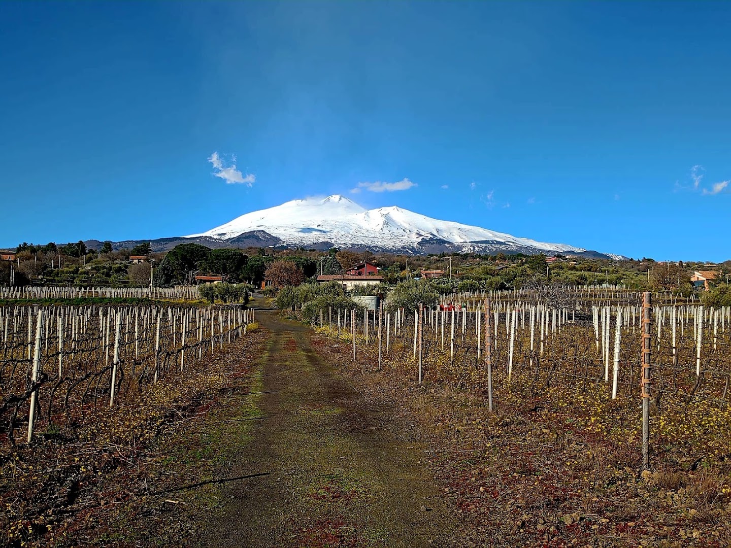 TENUTA PAPALE