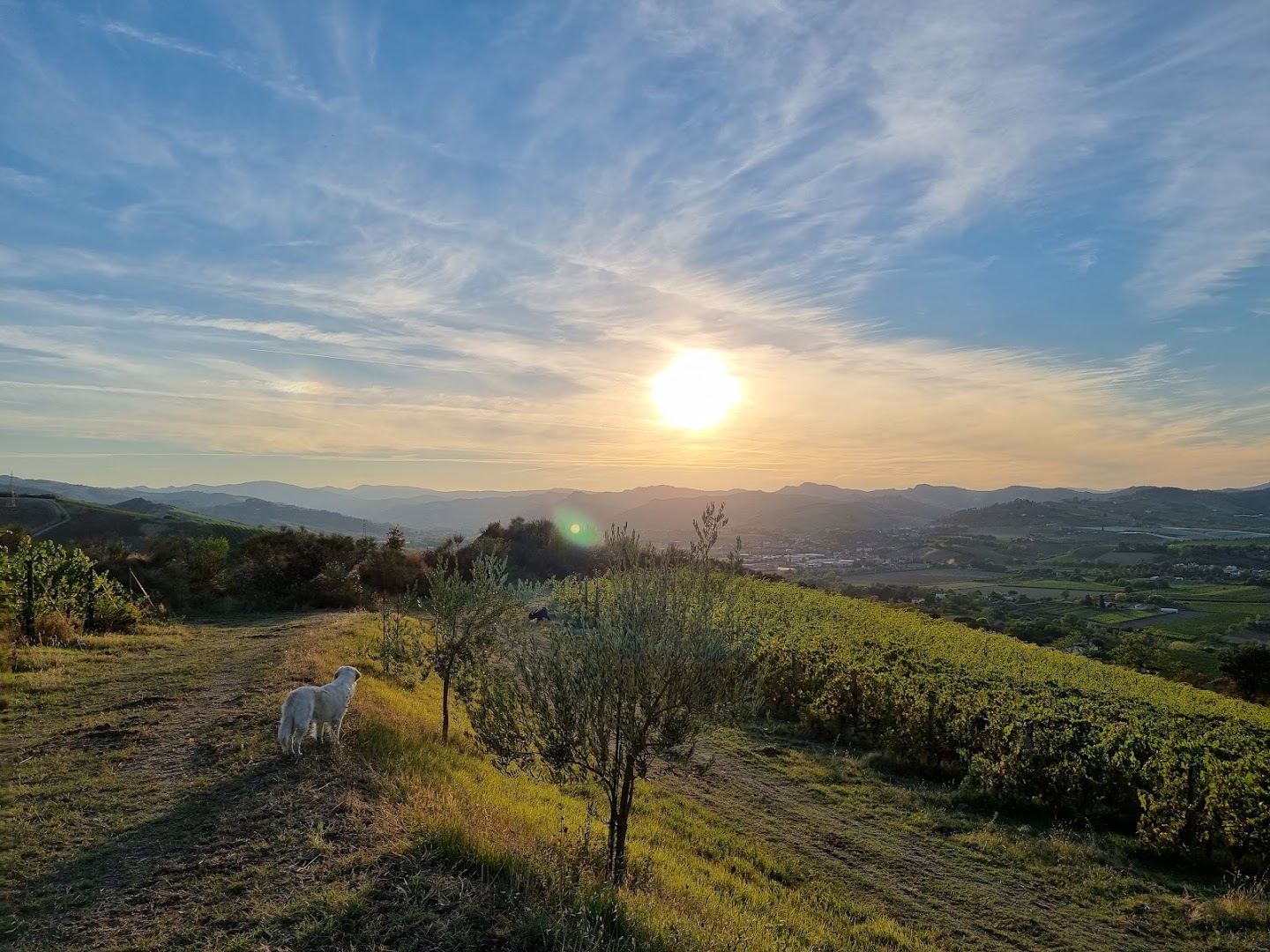 Tenuta Poggio Pollino