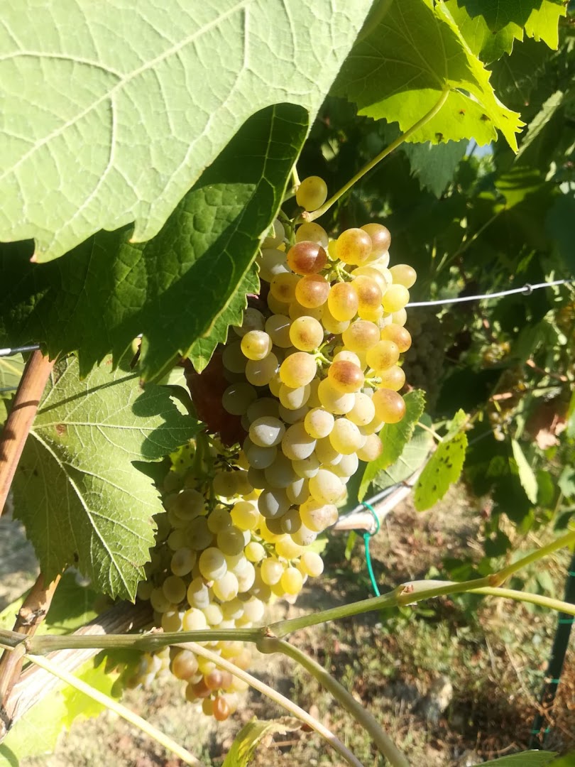 Tenuta Qudima