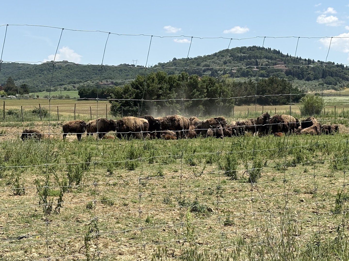 Terra dei Bisonti