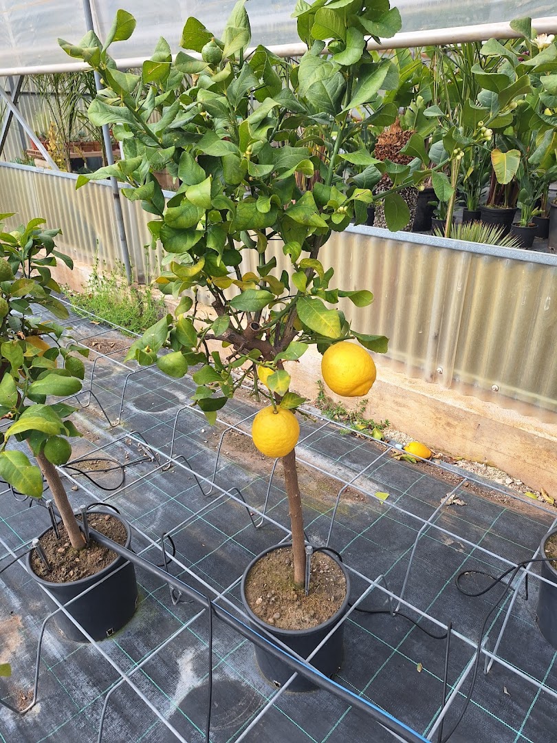 Terraverde Vivai
