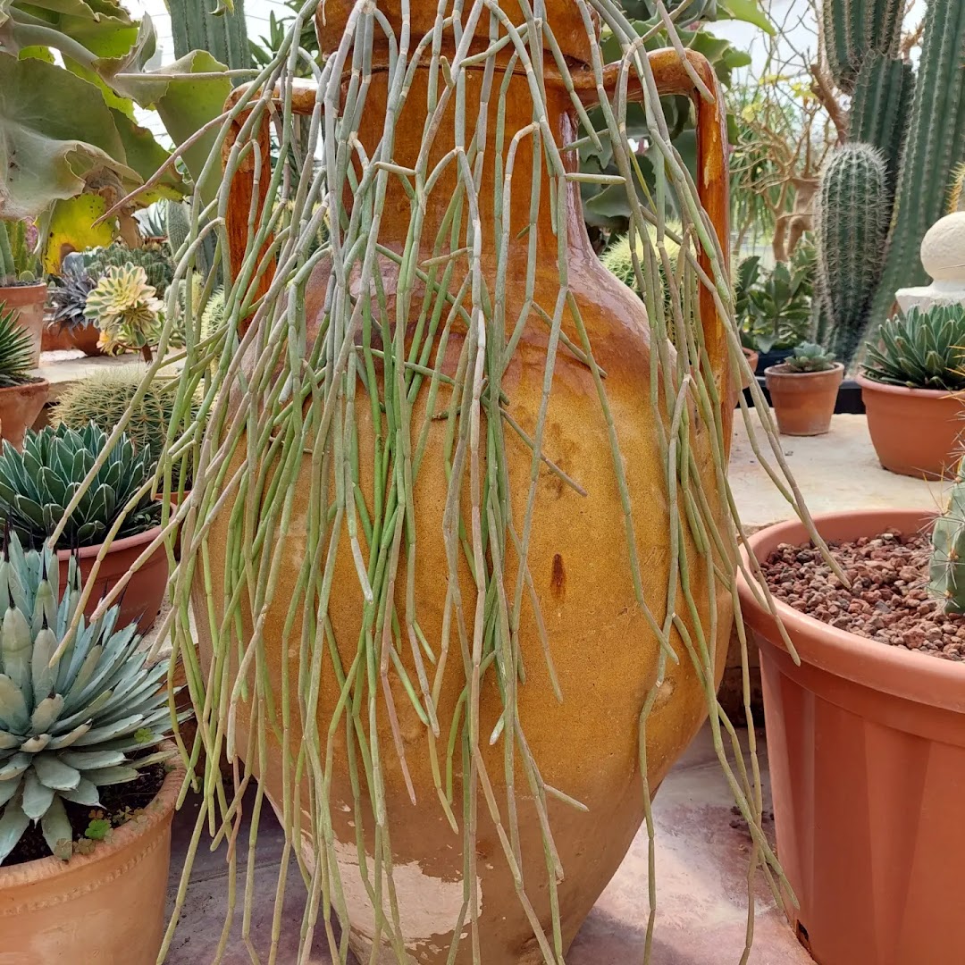 Terraverde Vivai