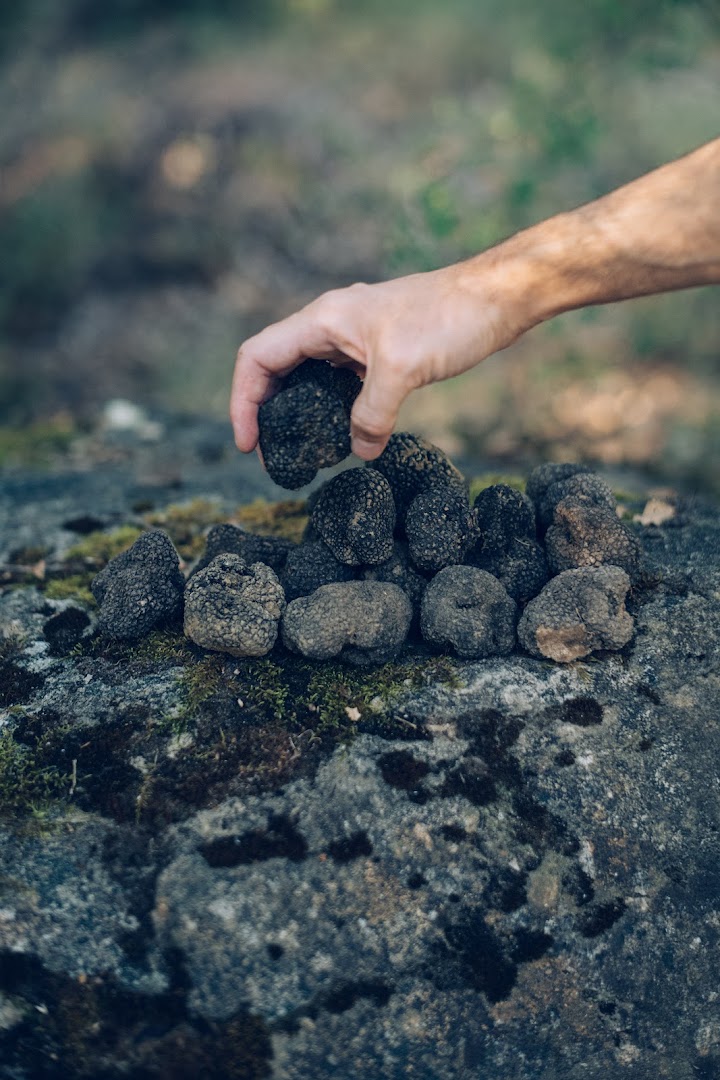 Top Truffle Siena