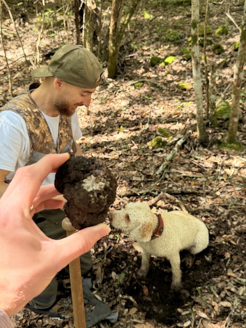 Top Truffle Siena