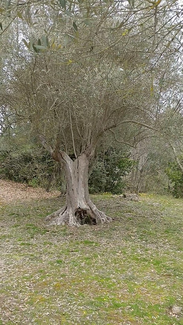 Torre di Vernazzano