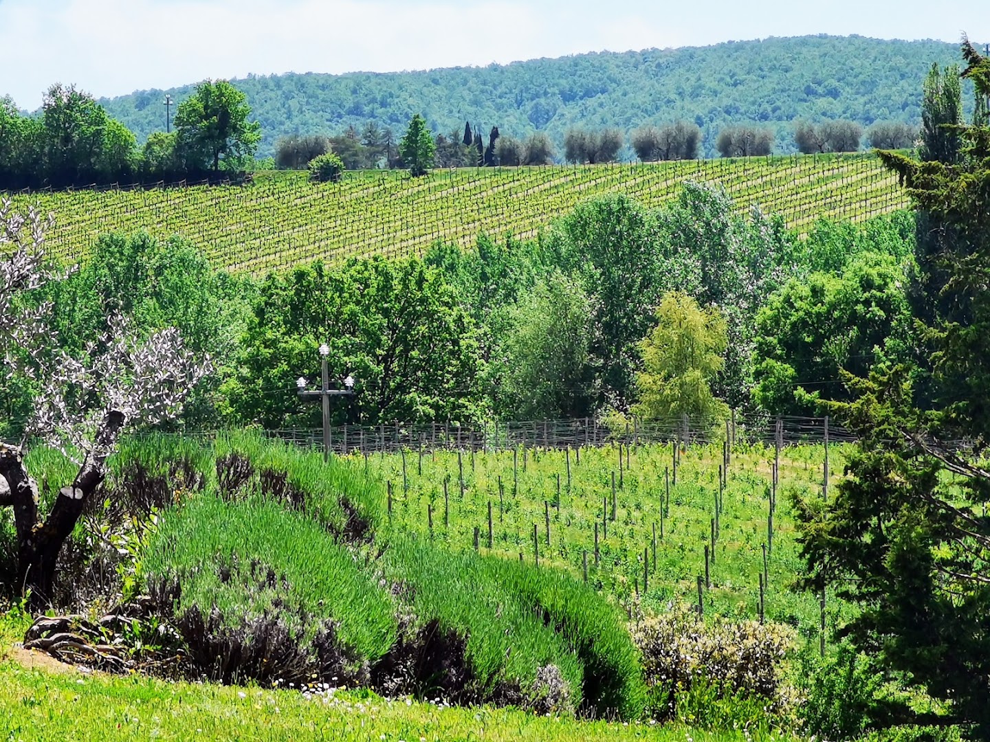 Triacca - Tenuta Santavenere