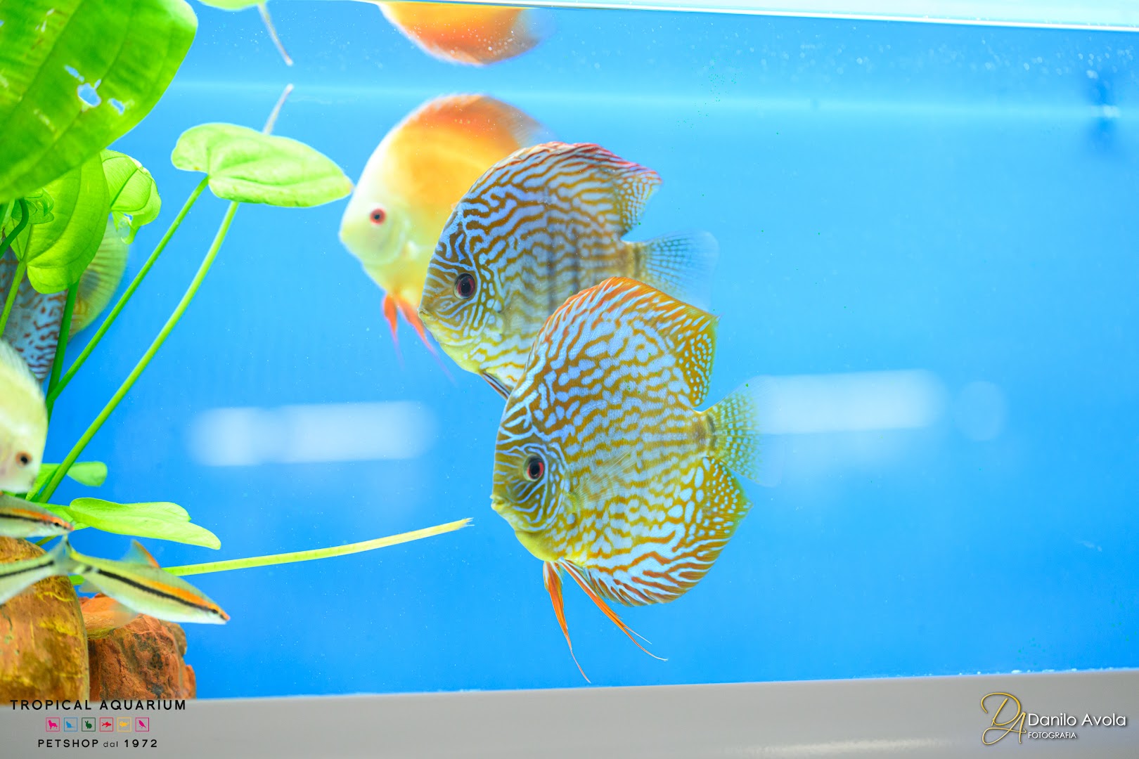 Tropical Aquarium PetShop