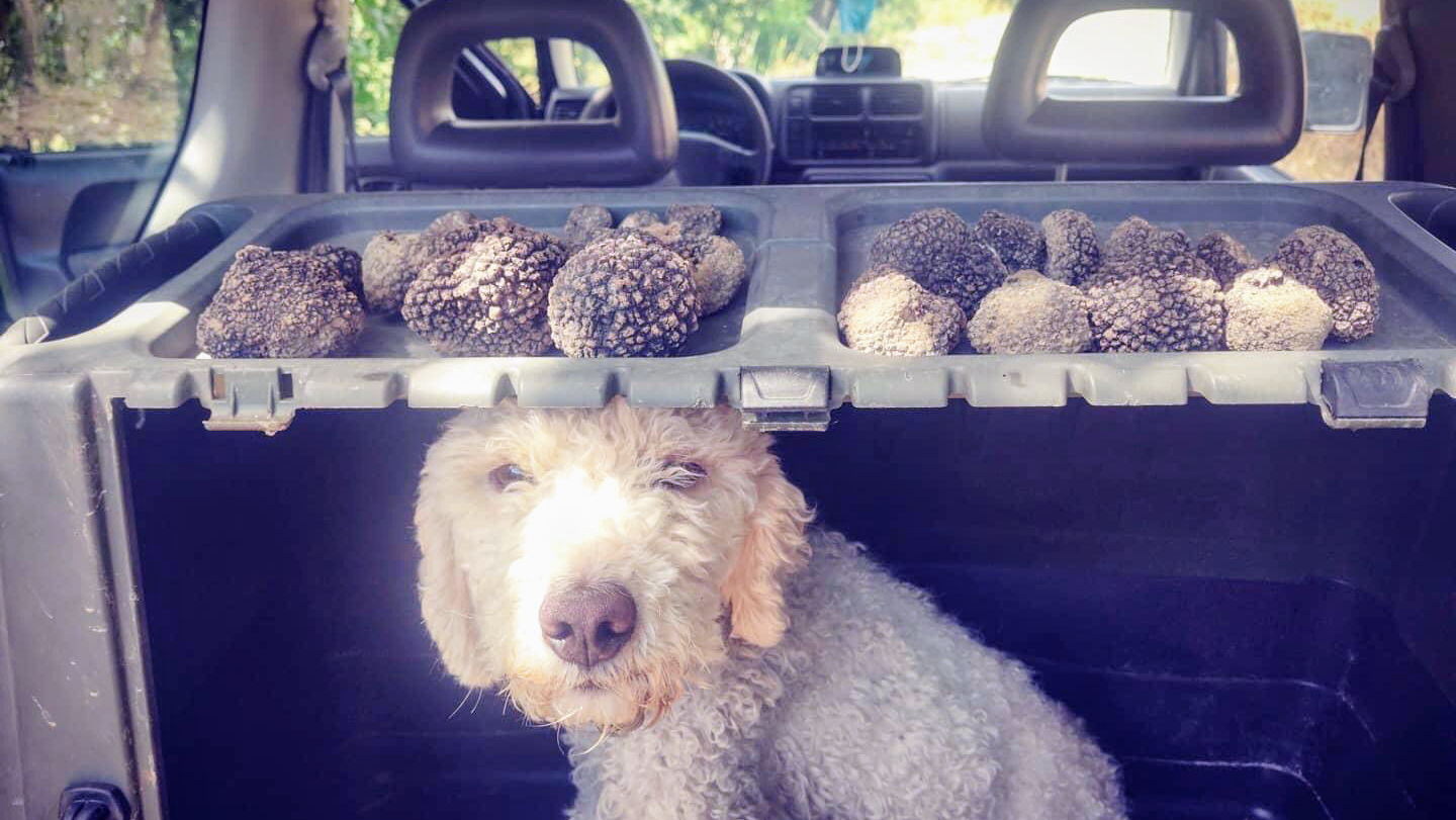 TRUFFLE TOUR