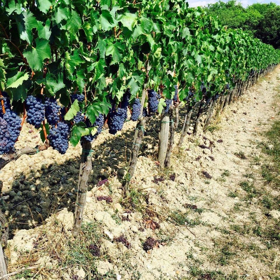 Tuscan Wine Somm, Cortona