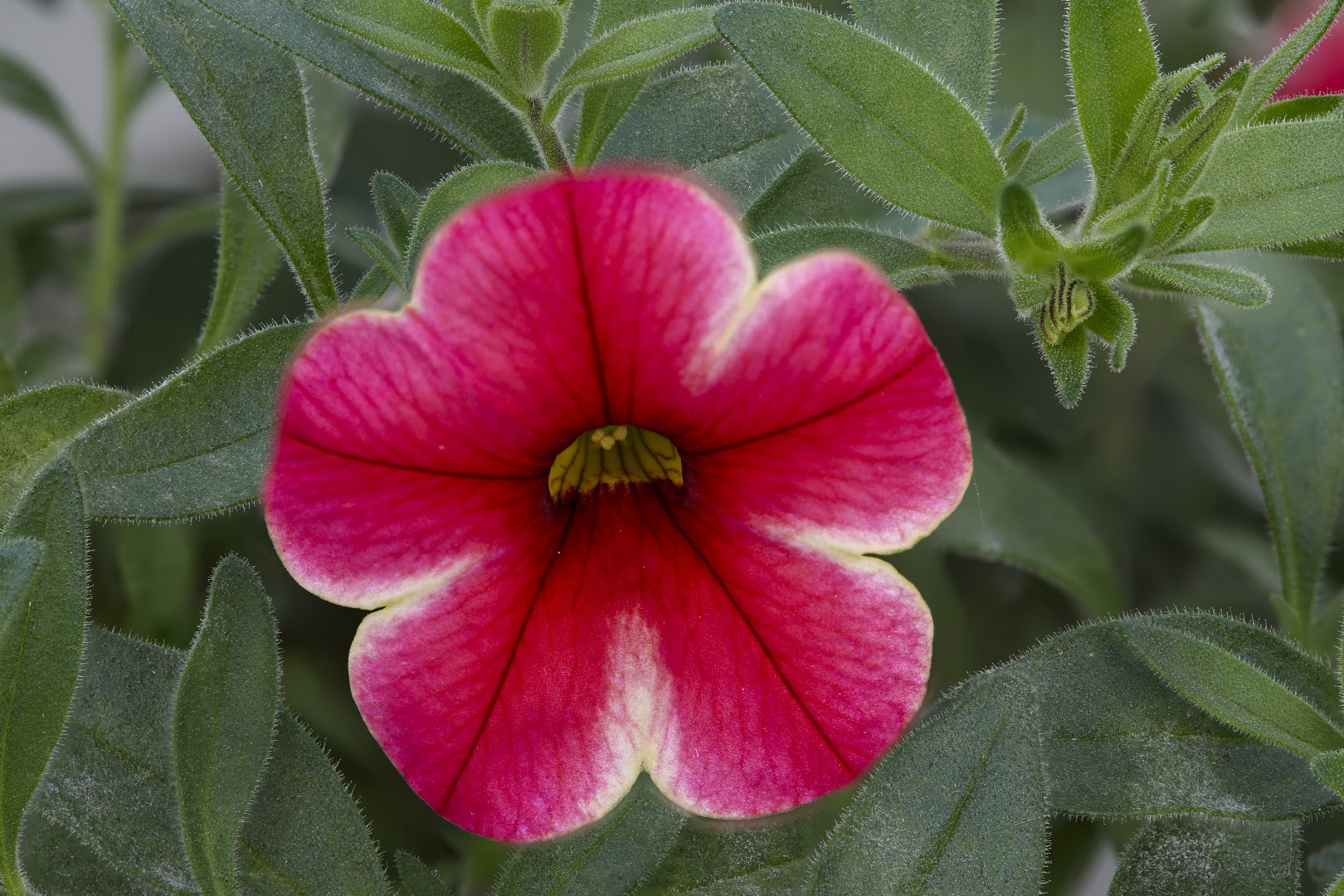 Un Mondo Di Fiori Garden