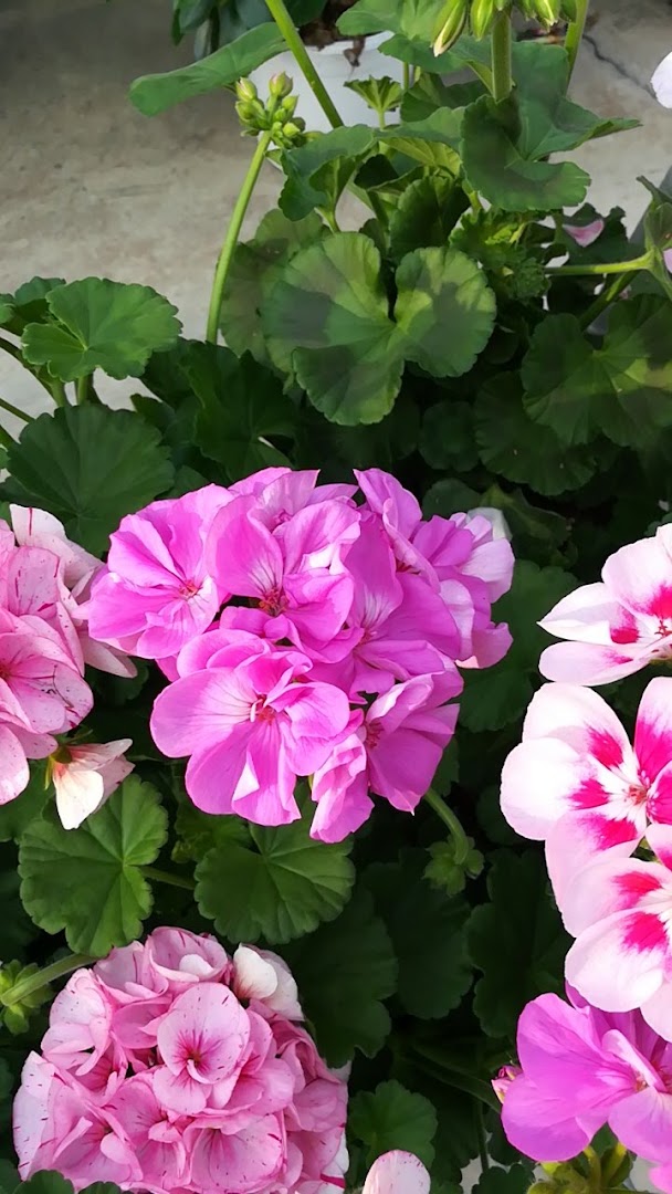 Un Mondo Di Fiori Garden