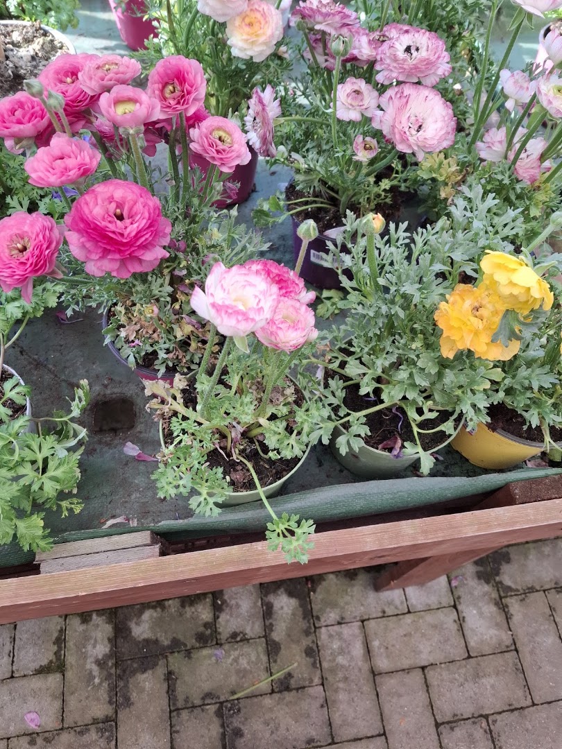 Verbano Garden