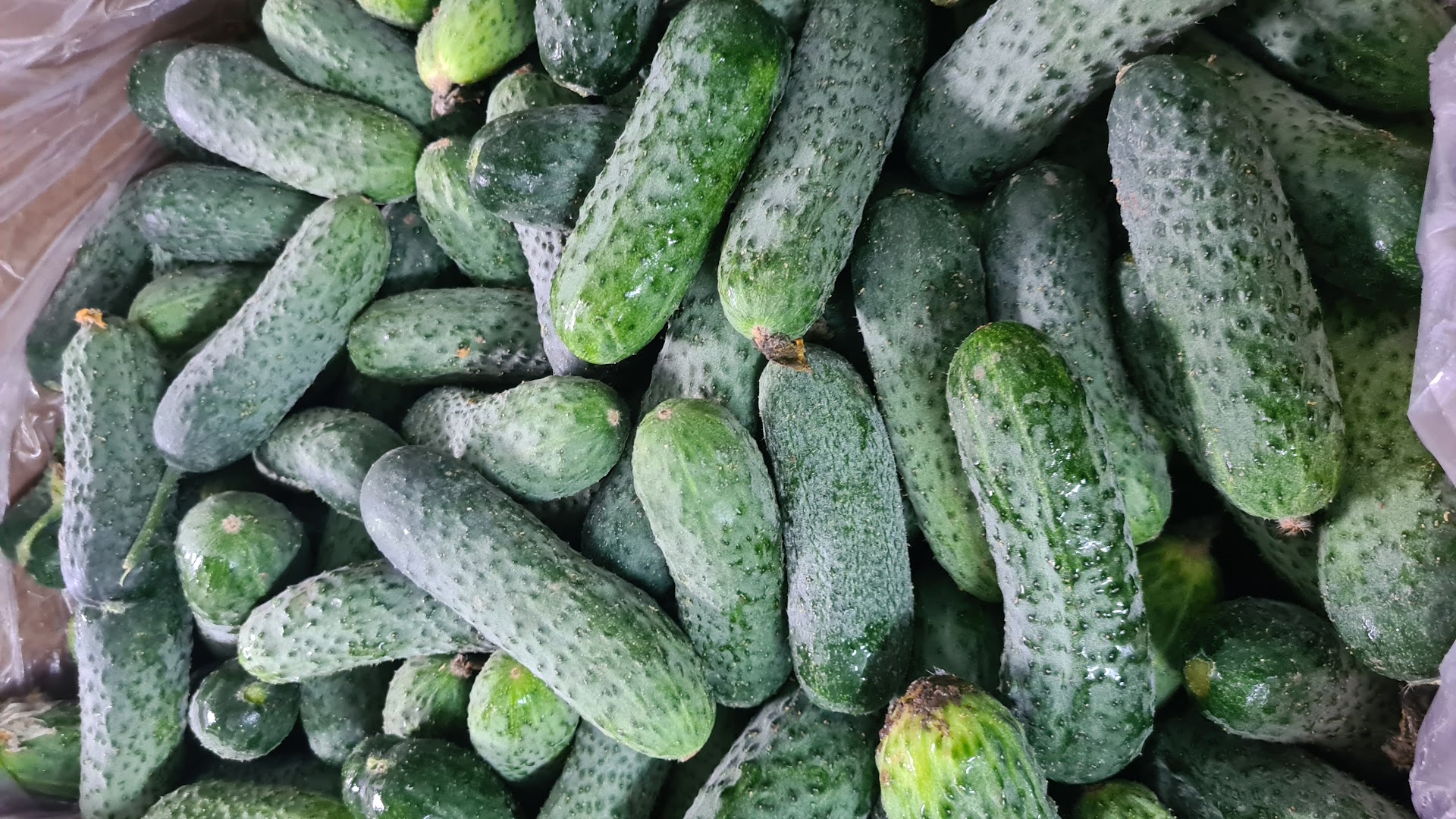 Verde natura
