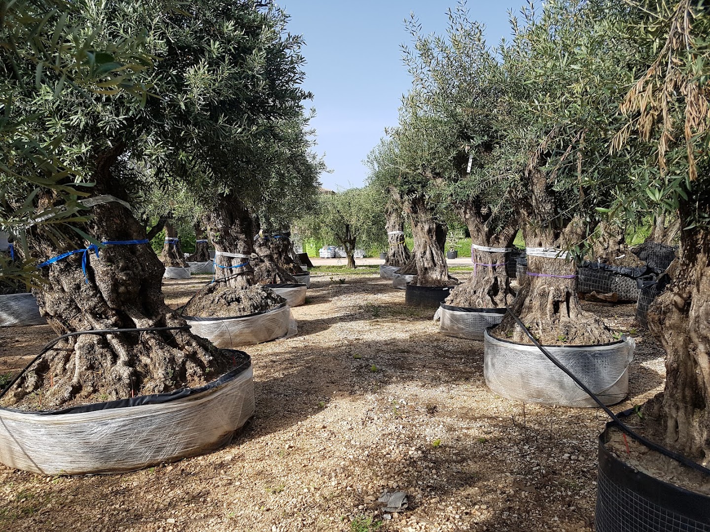 Verdeflora Garden Center - Vivaio, Fabrica di Roma