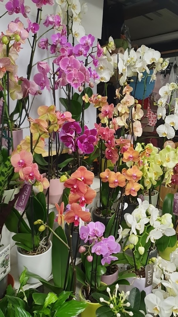 Vernisi Piante e Fiori