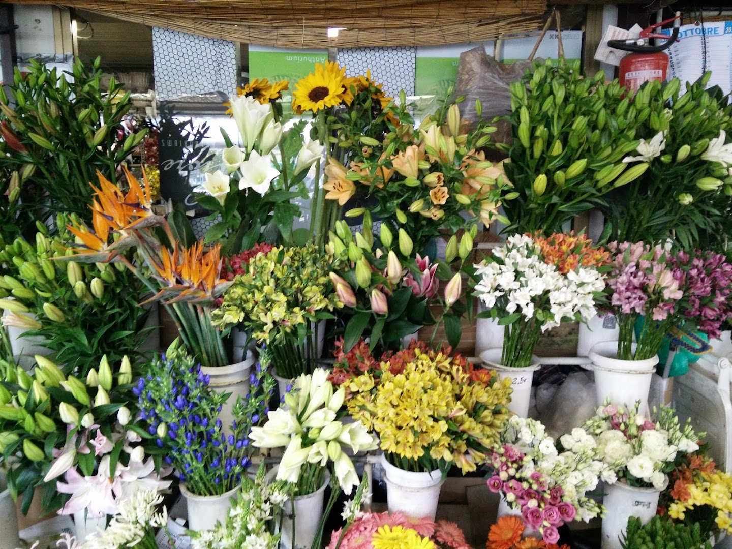 Vernisi Piante e Fiori