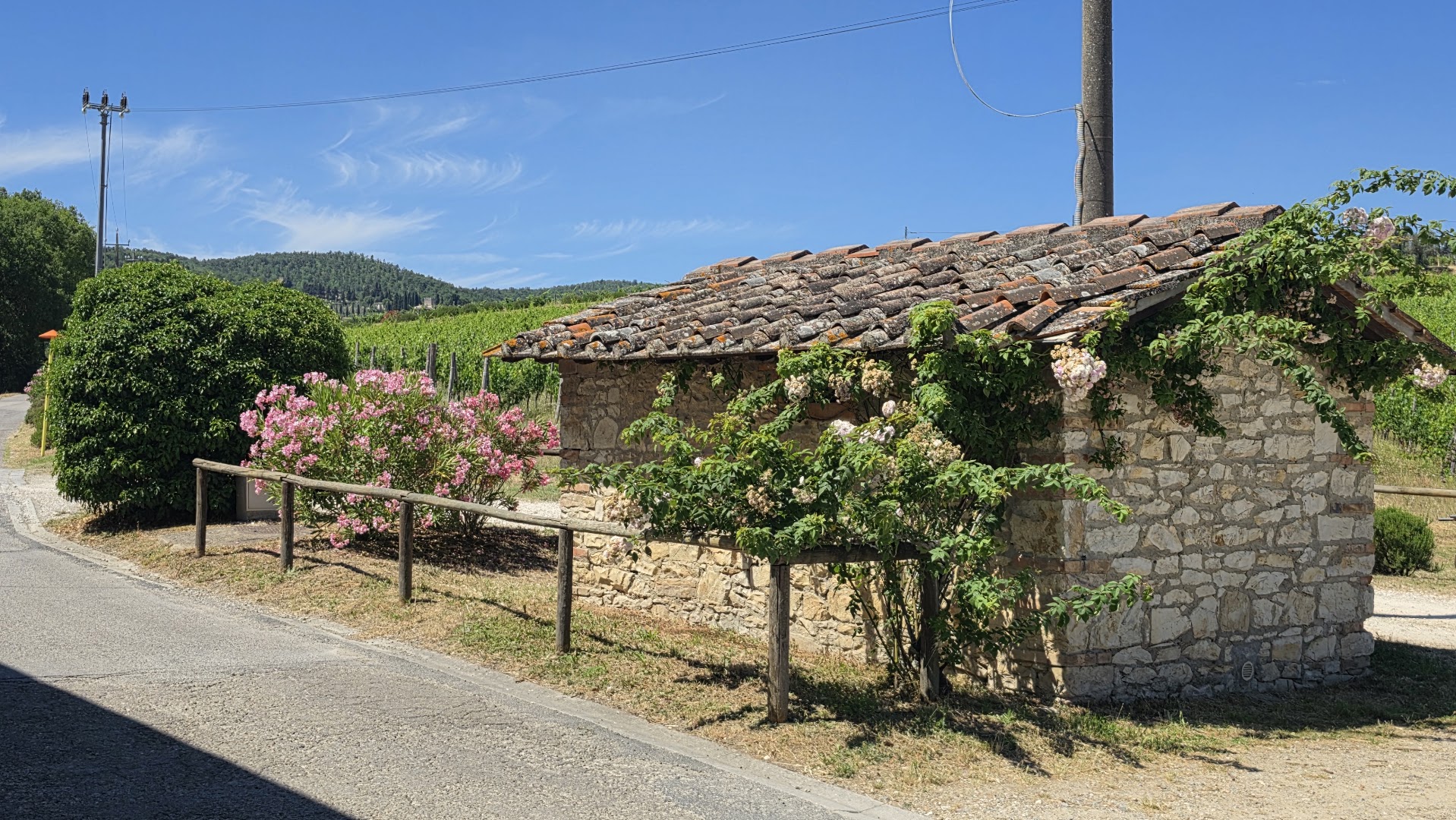 Vicchiomaggio - Wine Shop and Tasting Room