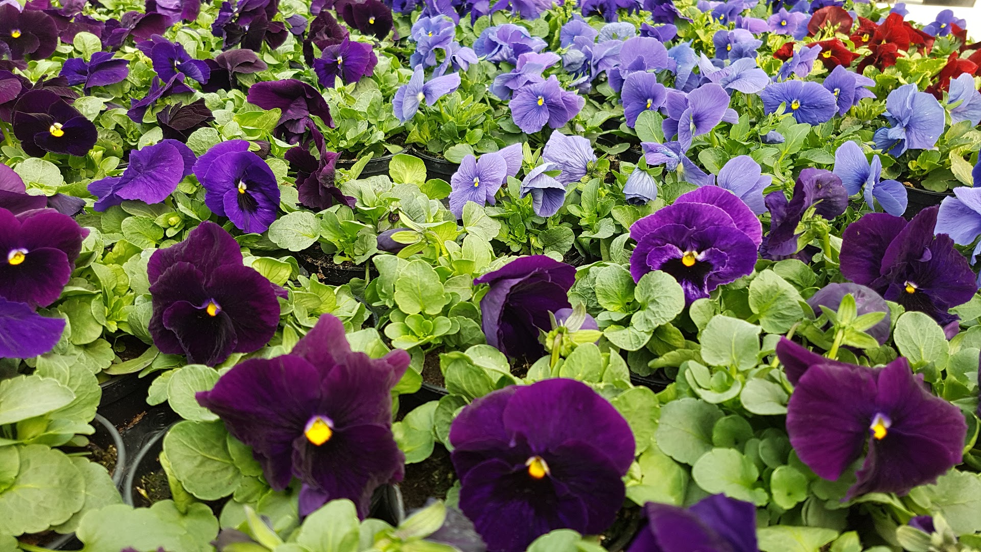 Vilflora Home & Garden