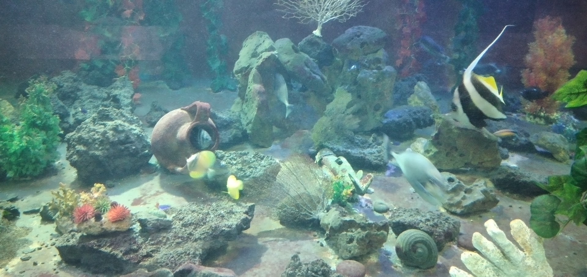 VILLA OCEAN