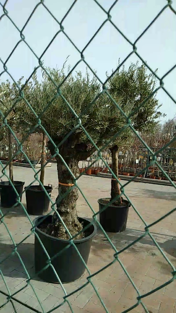 Viridea Garden Center Montebello (PV)