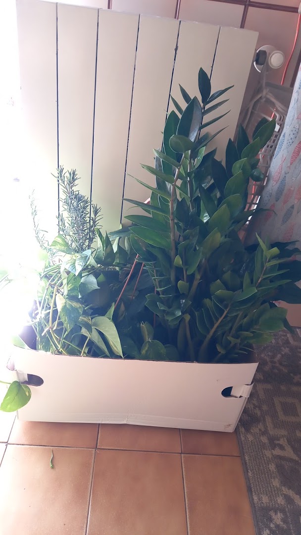 Vivai Pandolfino