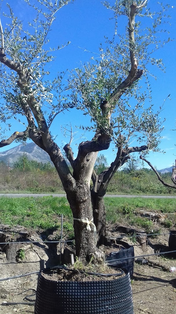 Vivaio D'Arpino