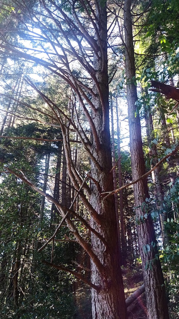 Vivaio Forestale Cottede