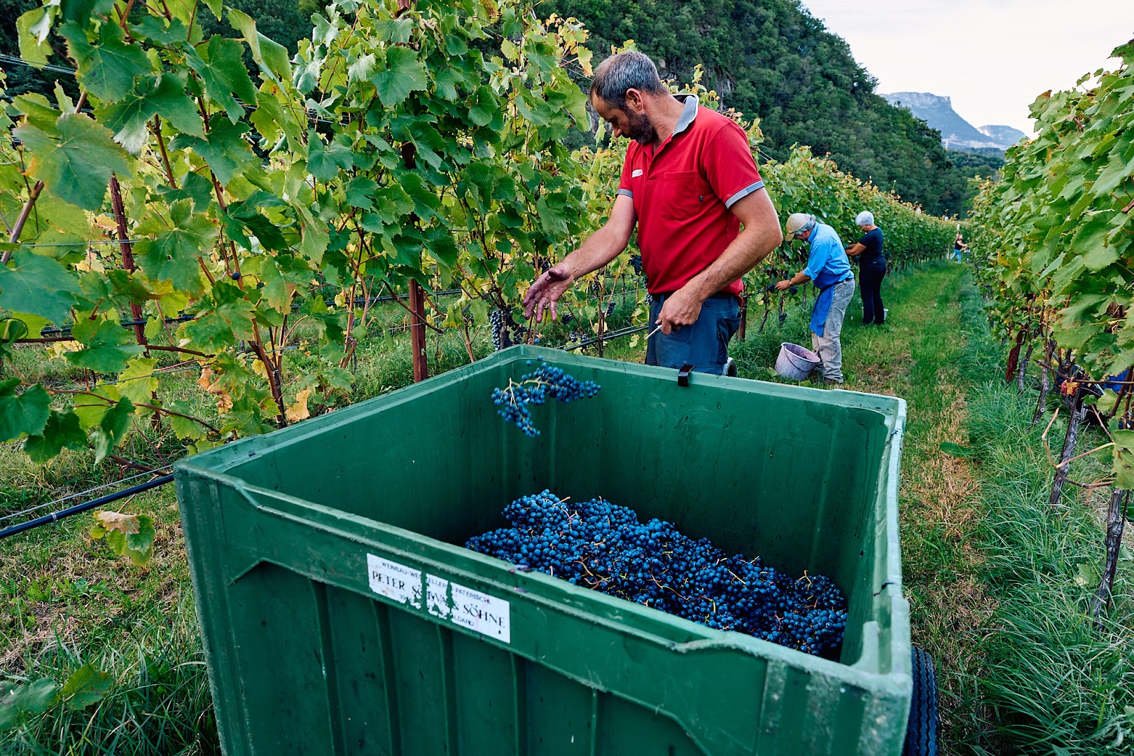 Weingut Tenuta Peter Sölva