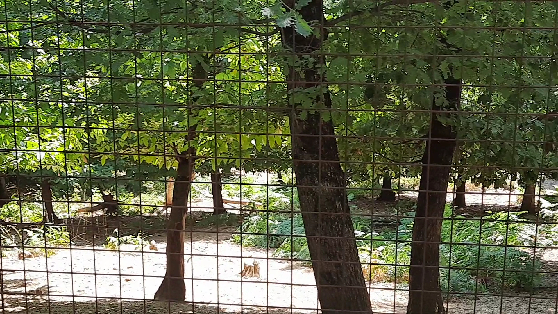 Zoo di Poppi, Poppi