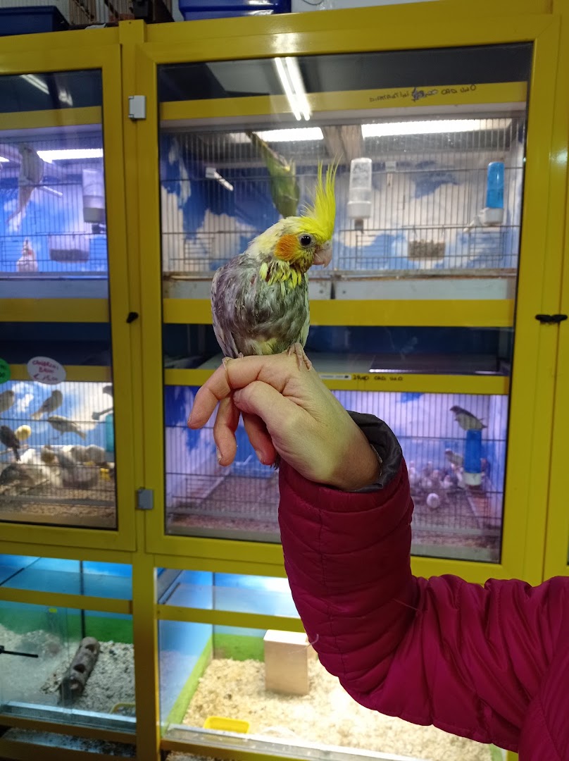 Zooidea Di Tiziana Zolli