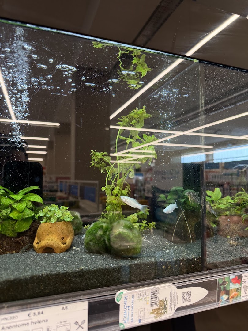 Zoomegastore Castelletto