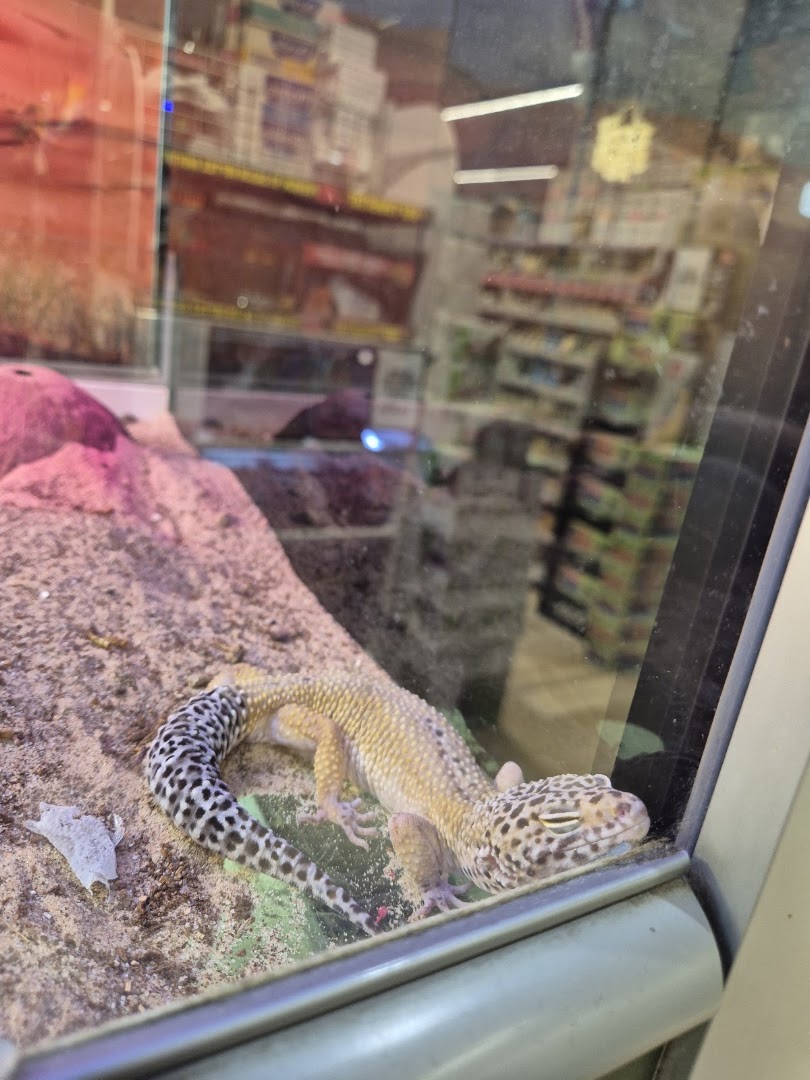 Zoomiguana Il Megastore Degli Animali, Casoria